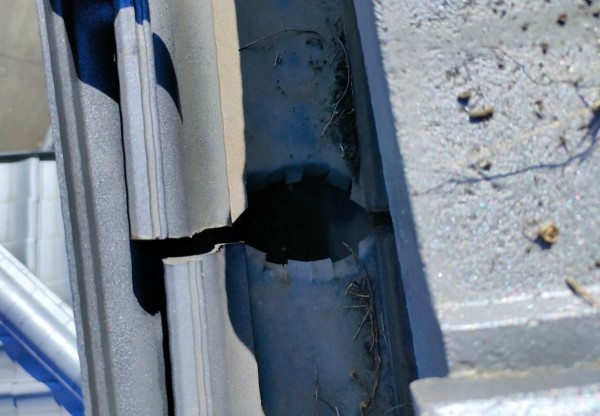 軒樋の落ち口に生えていた植物を抜きました　雨樋が詰まっている